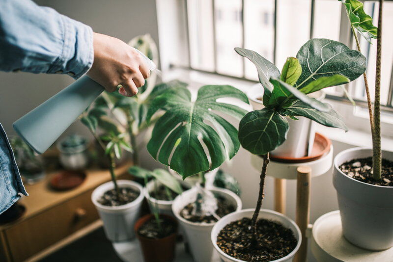 houseplants